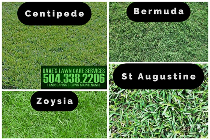 A collage showcasing different grass types like Centipede, Bermuda, St Augustine, and Zoysia, demonstrating DLC Service's expertise in Kenner, LA.