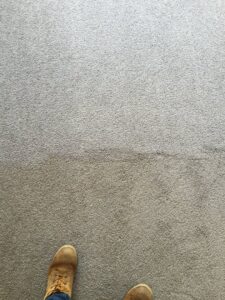 A clear comparison of a dirty carpet next to a freshly cleaned strip, showcasing work by Bee Clean Carpet Steam Cleaning in Dover, DE.