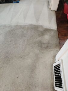 A carpet being professionally cleaned, showing a distinct line between the dirty and clean sections by Pichey's Clean Rite in Flint, MI.