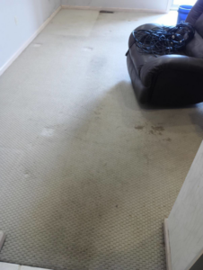 Residential carpet showing visible dirty spots and clean areas during service by Rowland Brothers Carpet Cleaning Service in Morgantown, WV