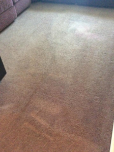 A carpet showing visible dirt and a cleaned section, demonstrating Kustom Carpet Kare's cleaning results in Houston, TX
