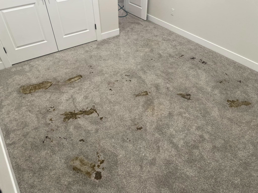 A grey carpet with multiple large, dark stains, showing the need for professional cleaning by Elite Cleaning Services in Elgin, IL