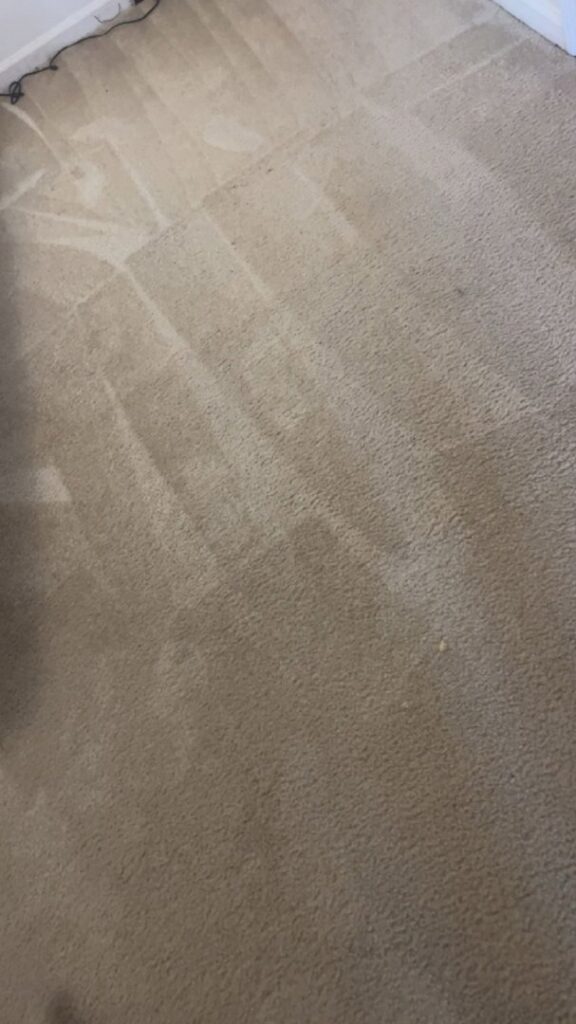 A close-up of a dirty carpet with visible cleaning lines, showing work in progress by Get Steamed Carpet Cleaning, Inc. in North Charleston, SC.