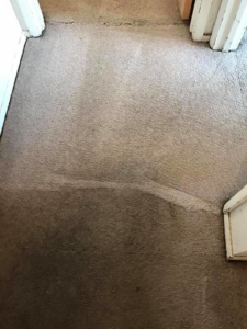 Dirty carpet being cleaned, showing a noticeable improvement from New Look Carpet & Upholstery in Federal Way, WA.