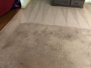 A dirty carpet with a clearly visible cleaned section, highlighting the work of Fletcher's Carpet Cleaning & Stretching in Knoxville, TN.
