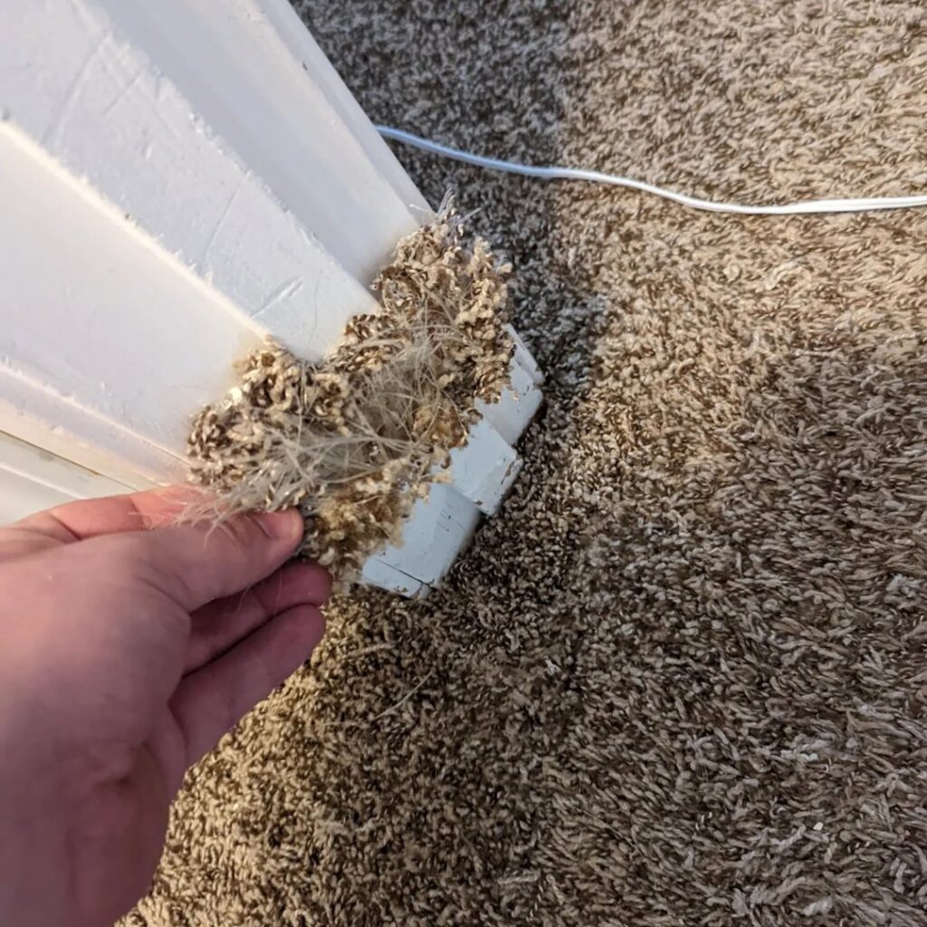 A close-up of a dirty carpet edge near a baseboard, indicating a need for cleaning or repair by Dewdrop Carpet Cleaning in Kansas City, MO.