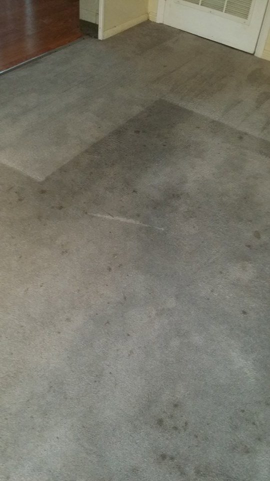 A dirty carpet with a visible clean path, showing a carpet cleaning job in progress by JP Carpet & Tile Care in Sherman Oaks, CA.