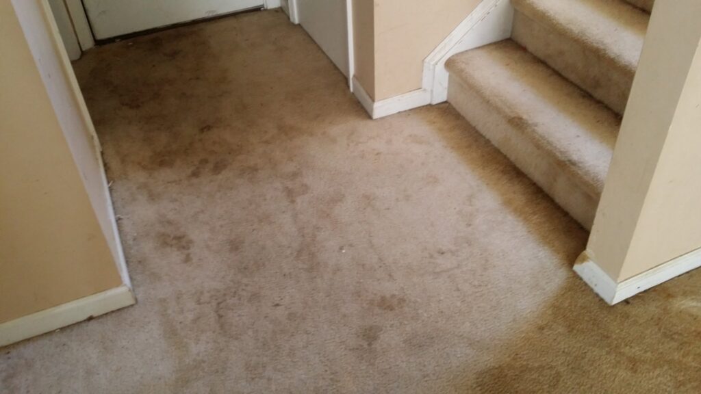 A dirty carpet in a hallway and entryway, showing areas that require professional cleaning from All Out Carpet Cleaning in Kailua Kona, HI.