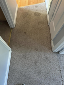 A dirty carpeted hallway before cleaning by True Clean of Virginia, LLC in Richmond, VA