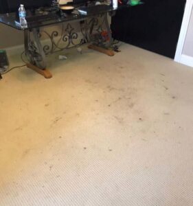 A dirty carpet in an office area before professional cleaning by Wildcat Carpet Cleaning in Nicholasville, KY.