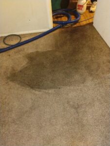 A dirty carpet with a professional cleaning hose visible, indicating a carpet cleaning job by Carpets Dirty in Phoenix, AZ