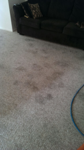 A dirty carpet with visible stains and a cleaning hose, indicating a job by Nitro carpet and tile cleaning in Tampa, FL.