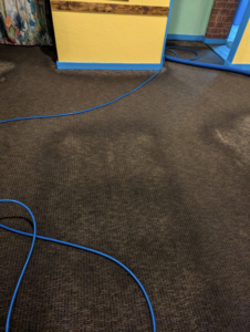 A dirty carpet with blue cleaning hoses laid out, indicating a carpet cleaning job by Top Floor Carpet Cleaning in Lenoir City, TN.
