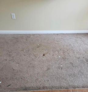 A dirty carpet with visible debris, ready for cleaning by Vision Carpet Cleaning in Lexington, KY.