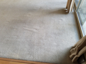A dirty carpet with visible stains before restoration by Carpetco Restoration in Thornton, CO