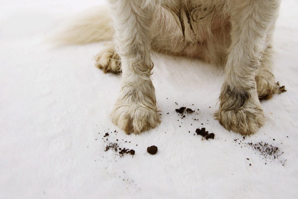 Dirty dog paws and soil on a white carpet, showing a common reason for professional carpet cleaning by Atlantic Carpet Care, Inc. in Chesapeake, VA