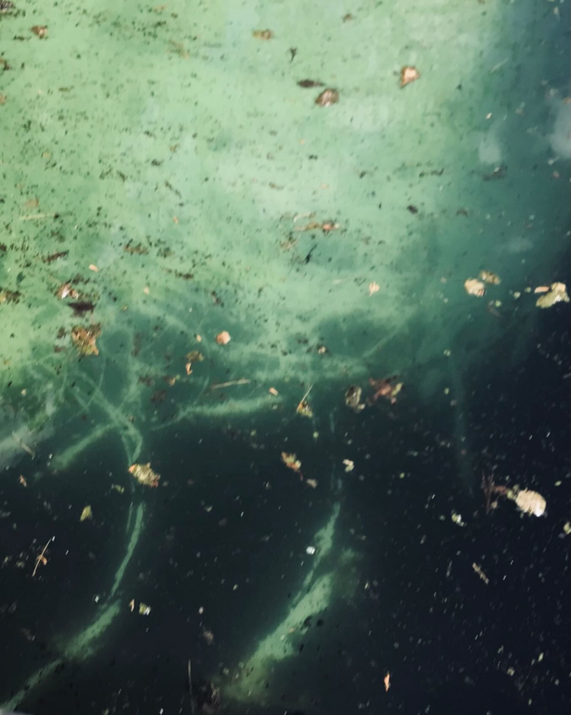 Dirty green pool water with debris, showing a pool in need of cleaning by Prestige Pool Care in Brentwood, TN.