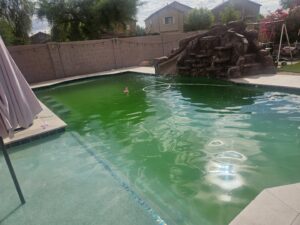 A dirty green swimming pool with a cleaning hose and a flamingo float, being serviced by Pool Pals in Franklin, MA.
