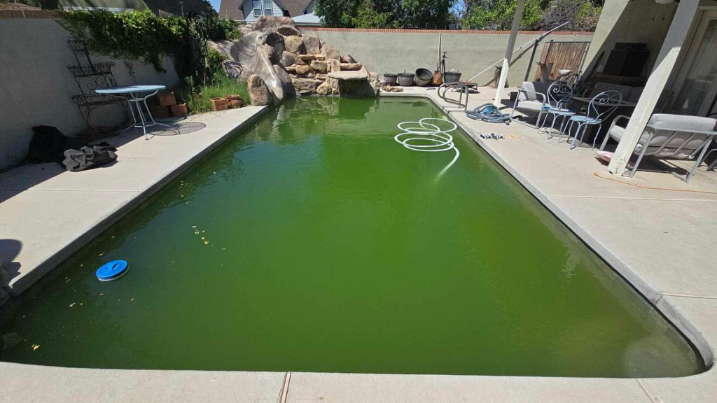 A very dirty, green swimming pool with a pool vacuum hose, ready for cleaning by AZ Pool Love in Mesa, AZ