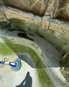 A dirty pool covered in green algae with a robotic cleaner beginning work, showcasing a service by Prime Pool Care in Satellite Beach, FL.