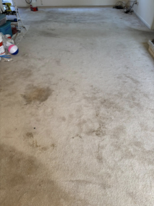 A dirty, stained wall-to-wall carpet before professional cleaning by Emily's Auto Detailing & Carpet Cleaning LLC in Hammond, IN.