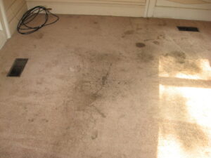 A close-up of dirty and stained carpet before professional cleaning by Magic Clean Plus in Ann Arbor, MI.