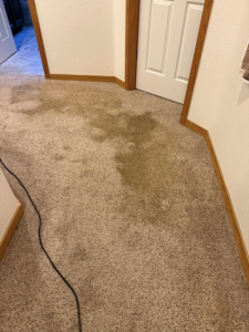 A dirty, stained carpet in a hallway before professional cleaning by North Colorado Kwik Dry Total Cleaning in Johnstown, CO.