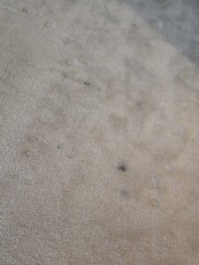 A dirty and stained carpet in a room before professional cleaning by PRIME CLEAN VA in Virginia Beach, VA.