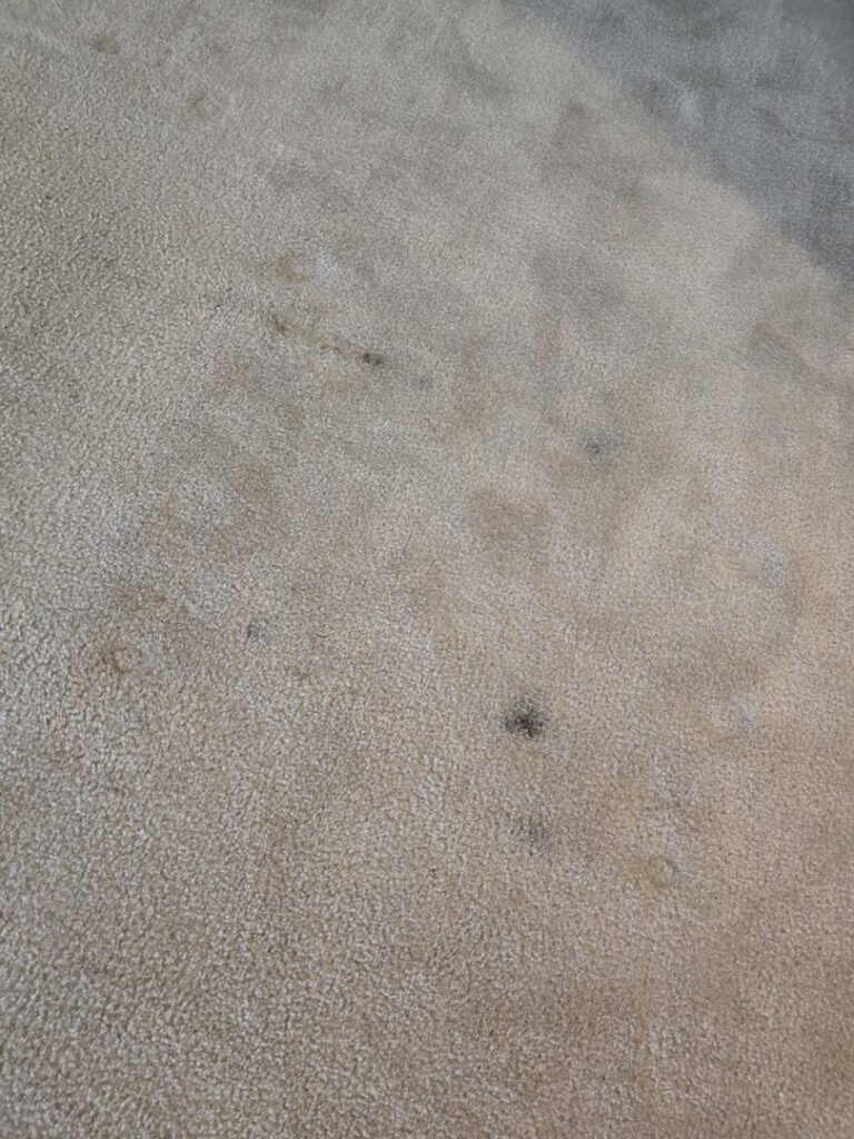 A dirty and stained carpet in a room before professional cleaning by PRIME CLEAN VA in Virginia Beach, VA.