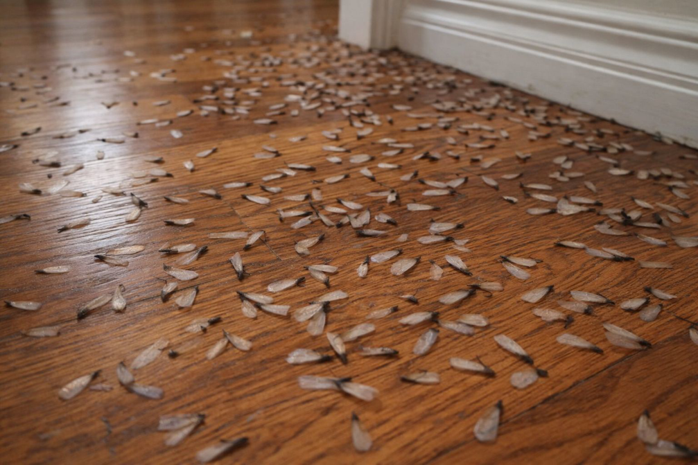 Numerous discarded insect wings scattered on a wooden floor, indicating a pest infestation handled by Tailor Made Pest and Wildlife in Louisville, KY.