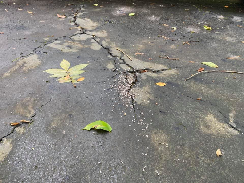 Discarded termite or flying ant wings scattered on cracked pavement, a sign of infestation addressed by Brandon Mcgowan in Little Rock, AR.
