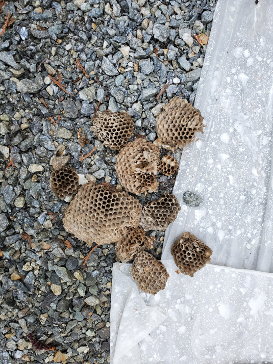 Several discarded wasp nests on gravel after a pest removal service by Jeramy "The Bug Guy" in Albuquerque, NM.