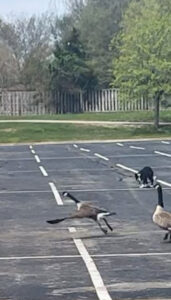 A working dog chasing geese in a parking lot as part of wildlife hazing services by Varment Guard in Danville, IN.