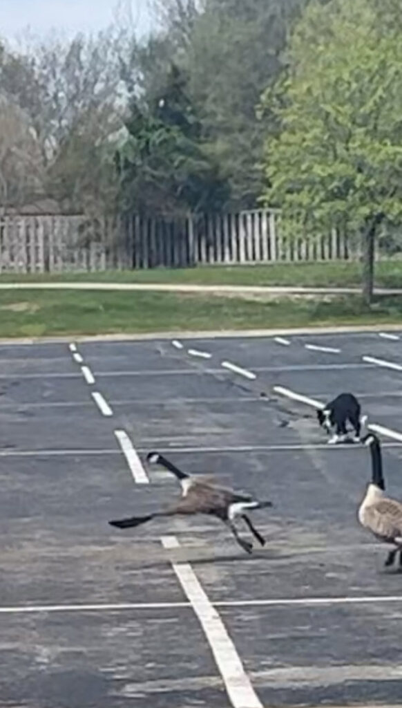 A working dog chasing geese in a parking lot as part of wildlife hazing services by Varment Guard in Danville, IN.