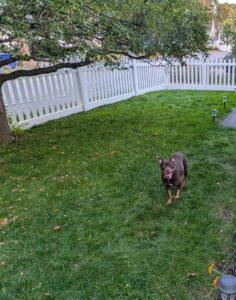 A happy dog enjoying a backyard enclosed by a white picket fence installed by Precision Fence NH in Hooksett, NH.