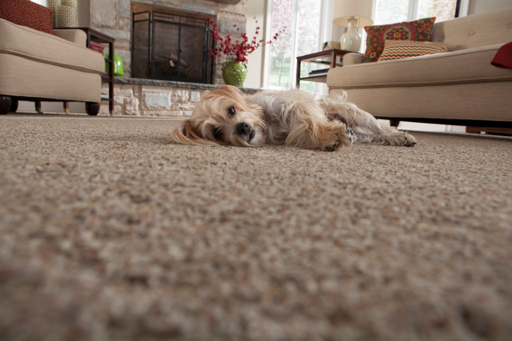 A small dog relaxing on a newly installed, light brown carpet in a living room by Southwest Floors in Seven Hills, OH.