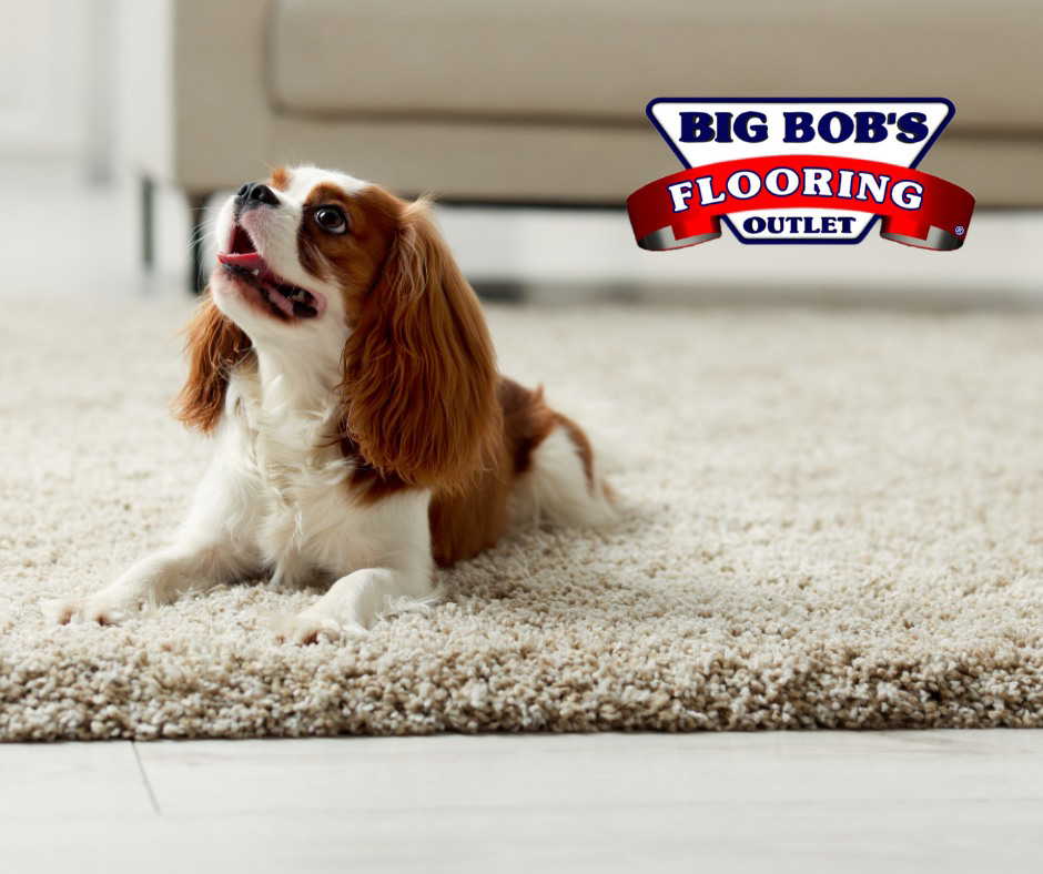 A cute dog relaxing on a newly installed shaggy carpet from Big Bob's Flooring Outlet Wichita, KS