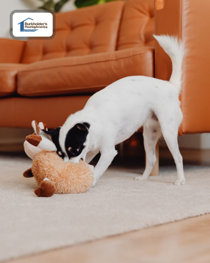 A dog playing on newly installed light-colored carpet by Burkholder's Flooring America in Hagerstown, MD.