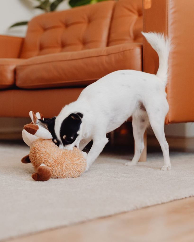 A small dog playing with a toy on newly installed carpet by Faith and Grace Flooring in Murfreesboro, TN.