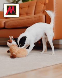 A dog playing on a newly installed light-colored carpet by Messina's Flooring & Carpet in Salem, NH.