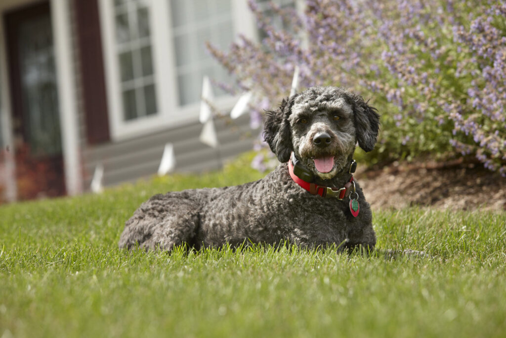 Poodle-mix dog resting in a yard with white hidden fence boundary flags from DogWatch of Greater Charleston in Mount Pleasant, SC.