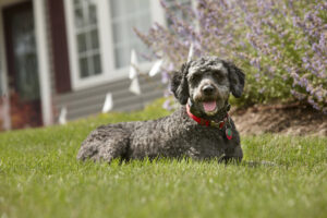 Poodle-mix dog resting in a yard with white hidden fence boundary flags from DogWatch of Greater Charleston in Mount Pleasant, SC.