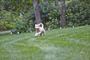 Curly-haired dog running in a yard with white hidden fence boundary flags installed by DogWatch of Greater Charleston, Mount Pleasant, SC.