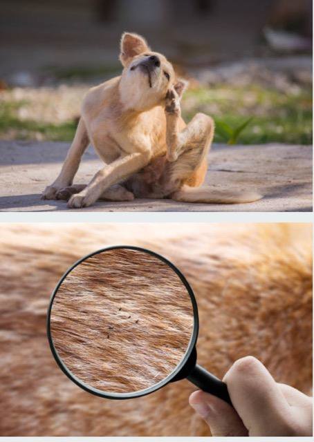A dog scratching and a close-up of fleas on its fur, illustrating flea control services by Pros In Control Pest Services in Jersey City, NJ.