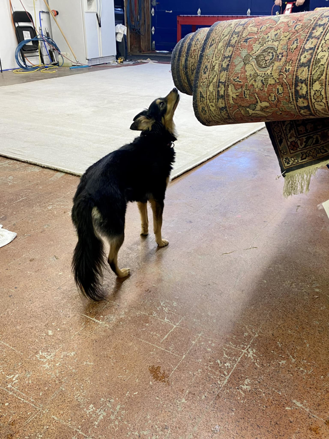 A dog sniffing a rolled-up rug in the workshop at Kelly's Carpet Cleaning in Medford, OR