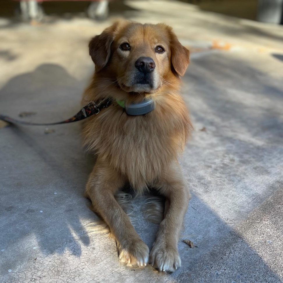 A golden-brown dog wearing an Invisible Fence collar, demonstrating the service from Invisible Fence of Oklahoma City, OK.
