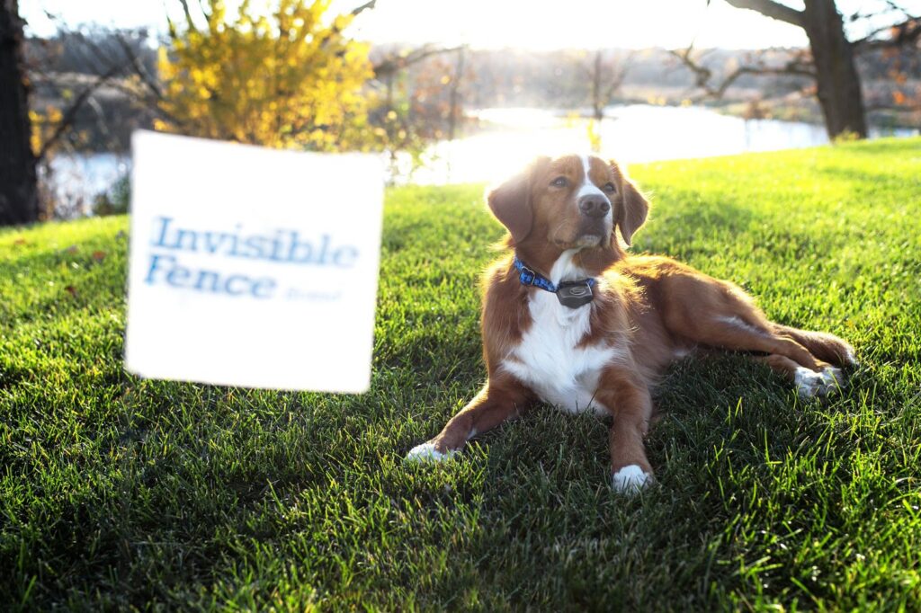 A dog wearing an Invisible Fence collar next to an Invisible Fence sign in a yard by Invisible Fence of Oklahoma City, OK.