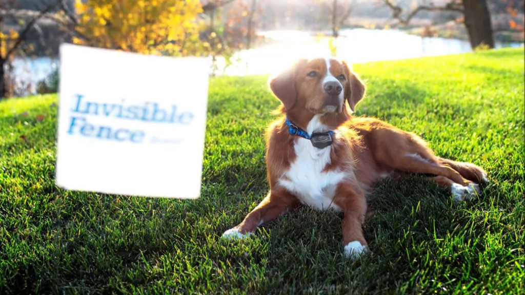 A dog wearing an Invisible Fence collar with a boundary flag in the grass by Invisible Fence of St. Louis in Springfield, IL.