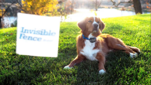 A dog wearing an Invisible Fence collar with a boundary flag in the grass by Invisible Fence of St. Louis in Springfield, IL.