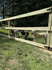 Three dogs safely enclosed behind a wooden split-rail fence with wire mesh, installed by Triple P Fence in Augusta, ME.
